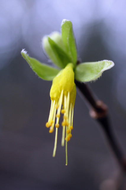Dirca occidentalis