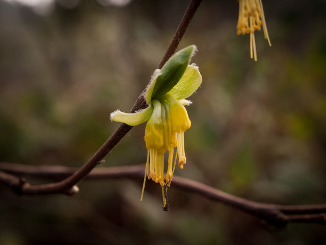 Dirca occidentalis