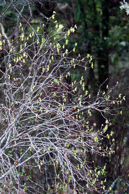 Dirca occidentalis