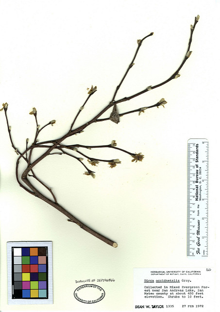 Dirca occidentalis