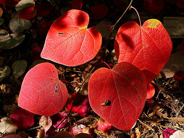 Disanthus cercidifolius