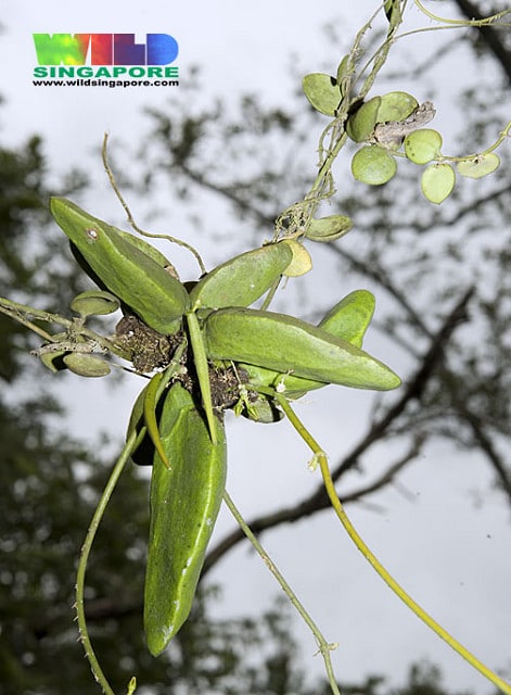 Dischidia major