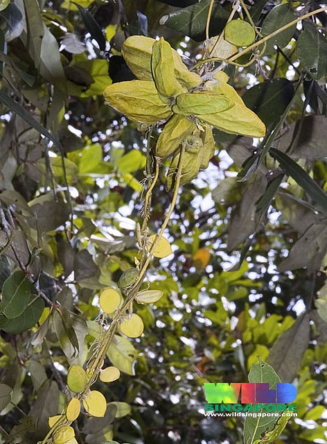 Dischidia major