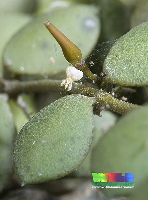 Dischidia major