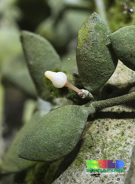 Dischidia major