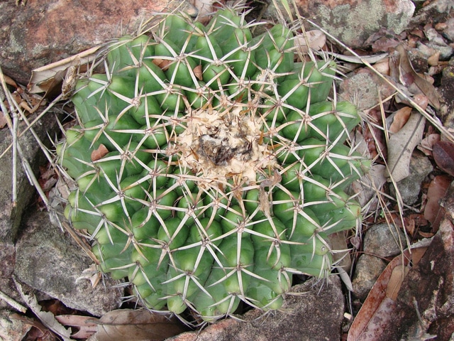 Discocactus insignis (Discocactus placentiformis)
