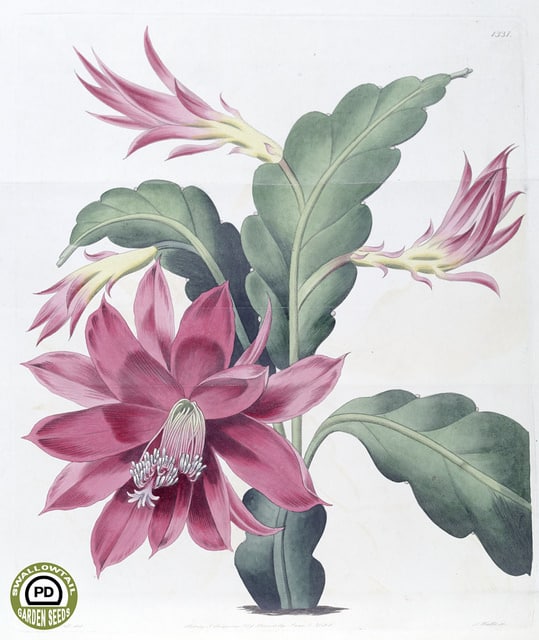 Disocactus ackermannii