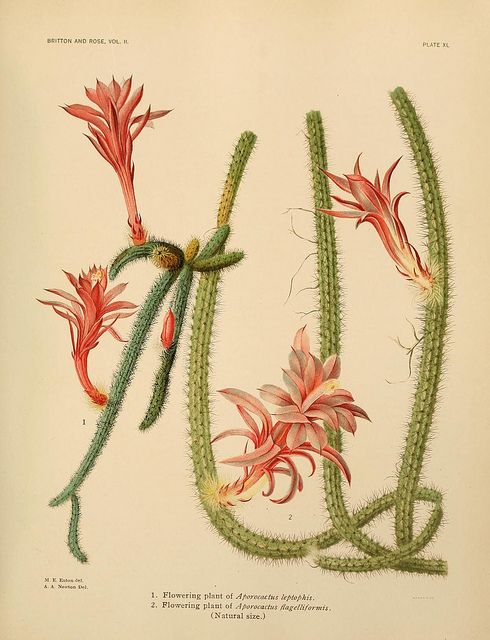 Queue-de-rat