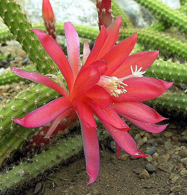 Disocactus martianus