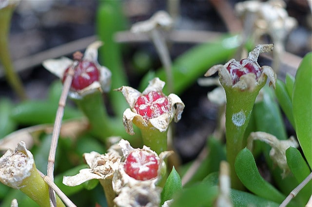 Disphyma crassifolium (Disphyma crassifolium)