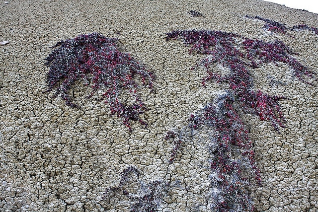 Disphyma crassifolium