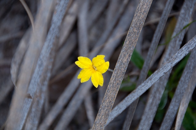 Disphyma crassifolium