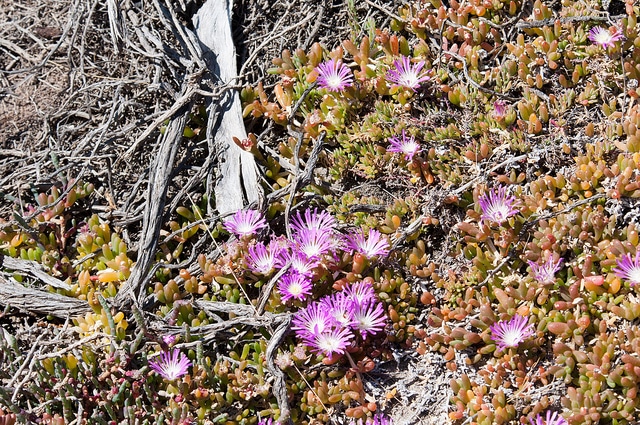 Disphyma crassifolium