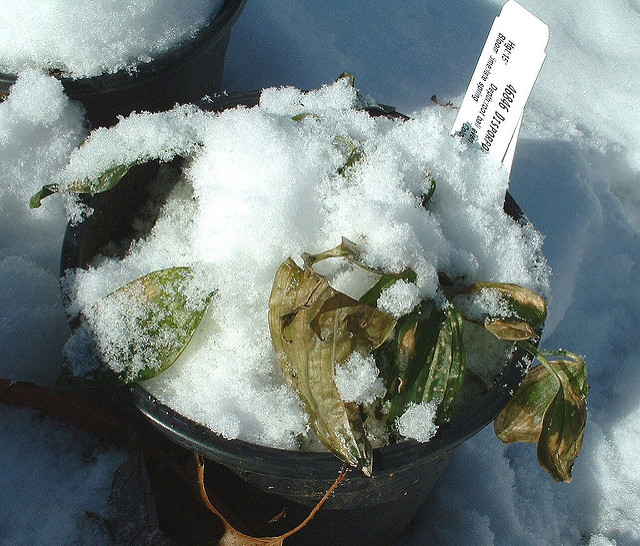 Disporopsis pernyi