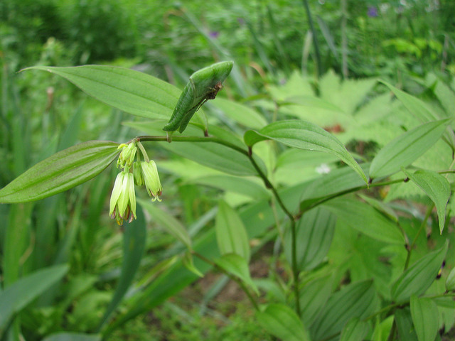 Disporum cantoniense (Disporum cantoniense)