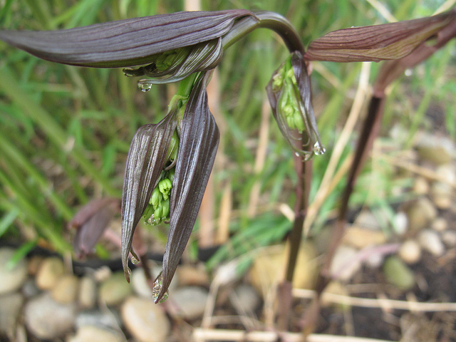 Disporum cantoniense