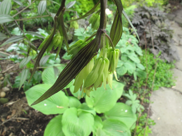Disporum cantoniense