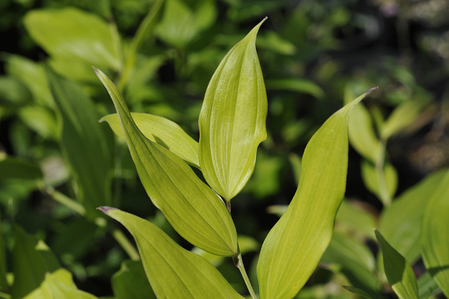 Disporum cantoniense