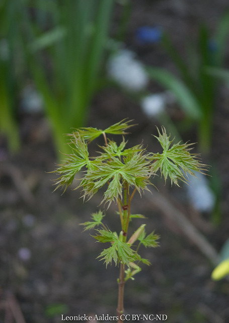 Disporum cantoniense
