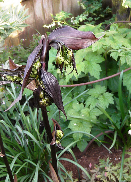 Disporum cantoniense
