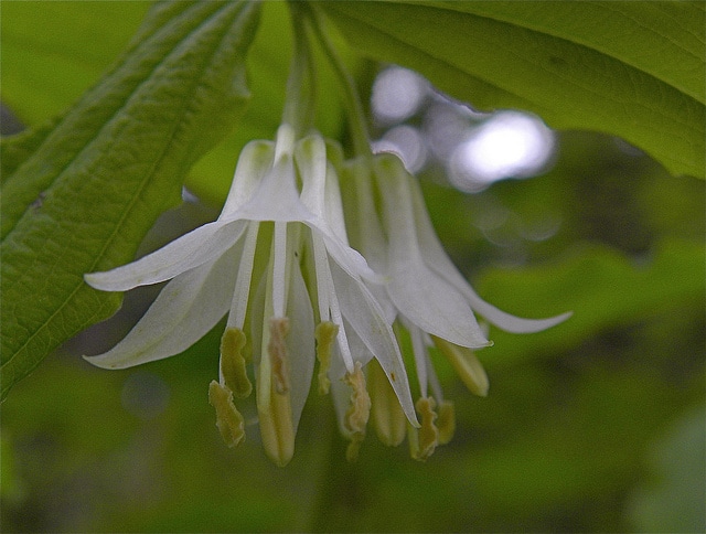 Disporum hookeri