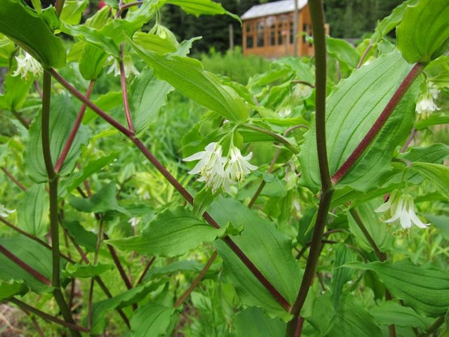 Disporum hookeri