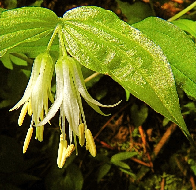 Disporum hookeri