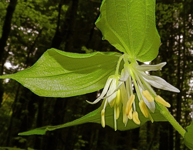 Disporum hookeri