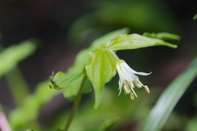 Disporum hookeri
