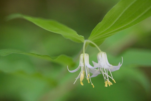 Disporum hookeri (Disporum hookeri)