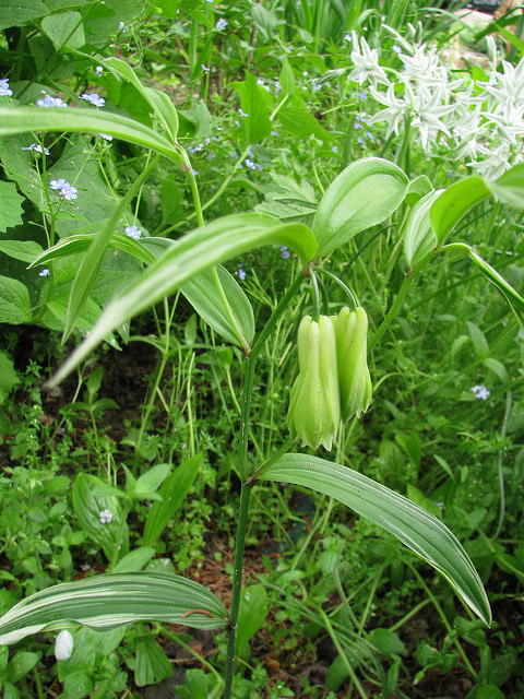 Disporum sessile