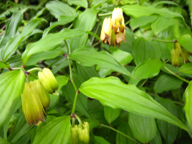Disporum sessile