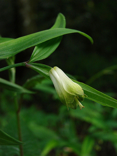 Disporum sessile