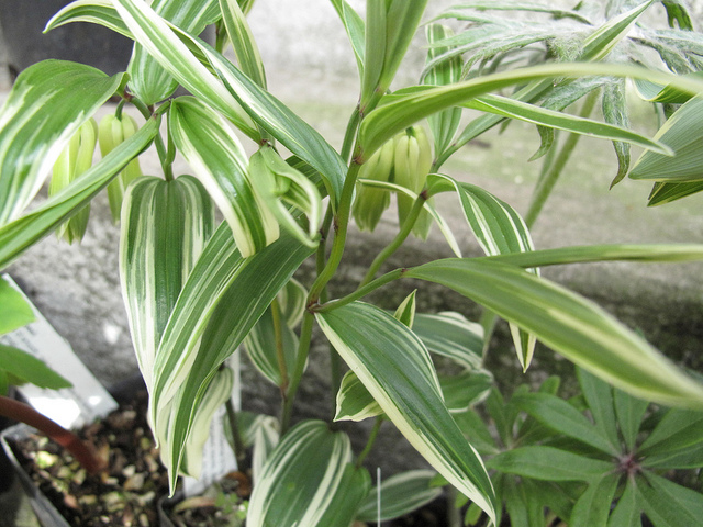Disporum sessile