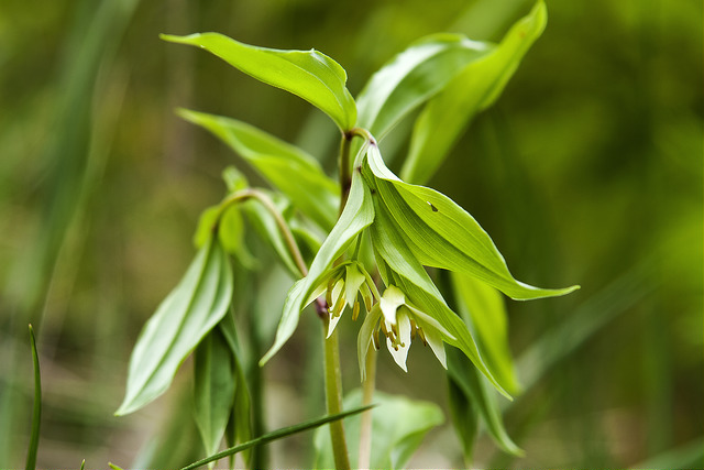 Disporum smilacinum