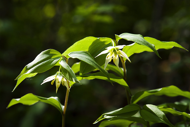 Disporum smilacinum