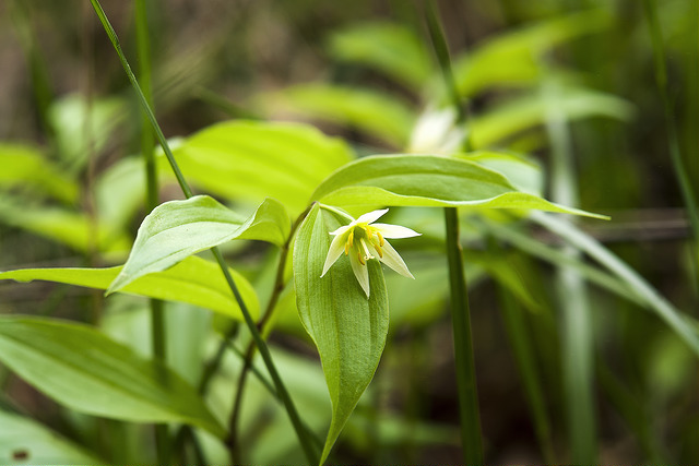 Disporum smilacinum
