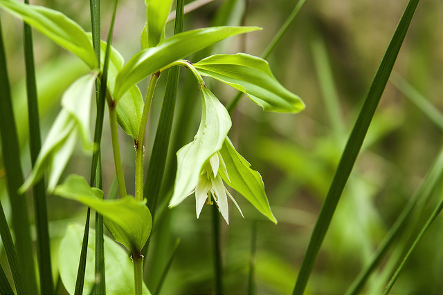 Disporum smilacinum