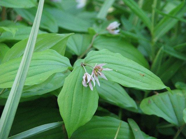 Disporum smilacinum