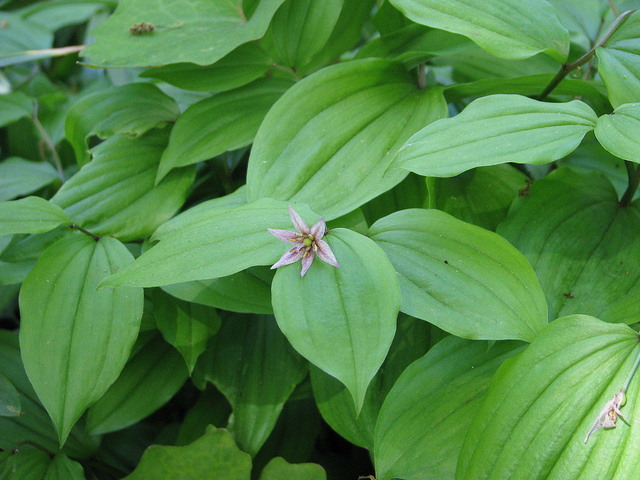 Disporum smilacinum (Disporum smilacinum)
