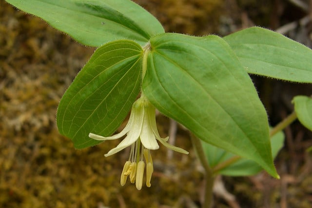 Disporum trachycarpum (Disporum trachycarpum)