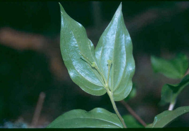Disporum trachycarpum