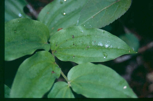 Disporum trachycarpum