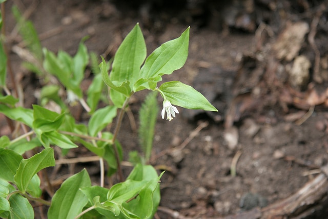 Disporum trachycarpum