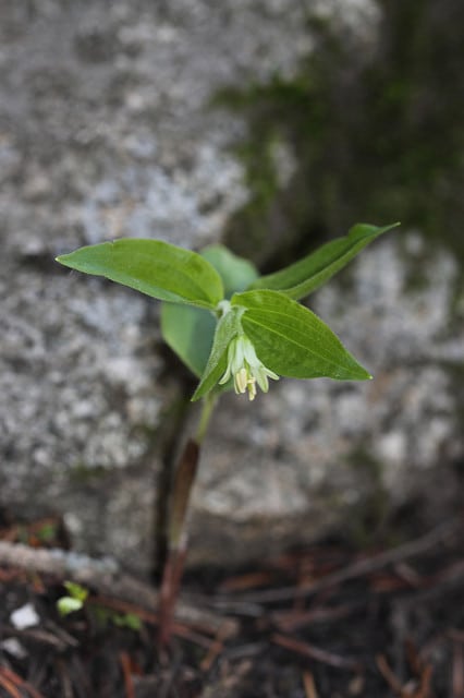Disporum trachycarpum