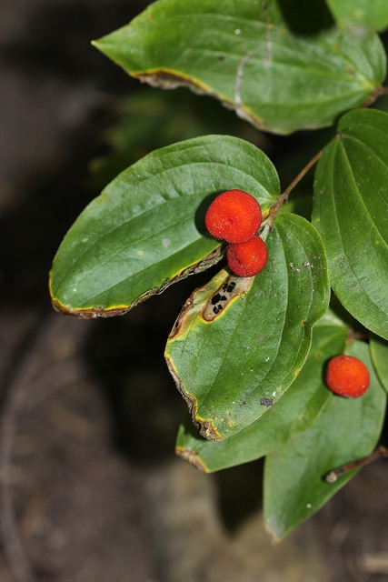Disporum trachycarpum