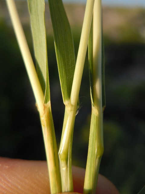 Distichlis spicata