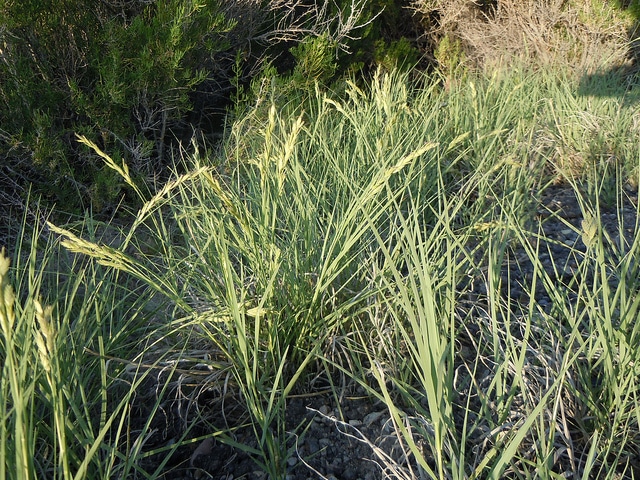 Distichlis spicata