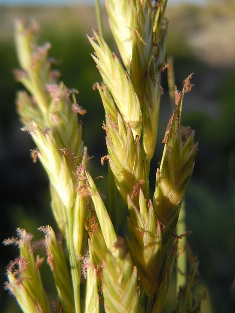 Distichlis spicata