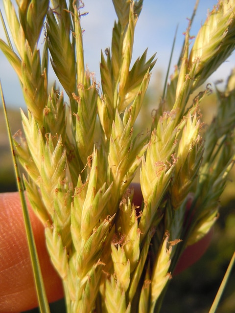 Distichlis spicata